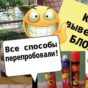 Эффективные методы избавления от блох в домашних условиях